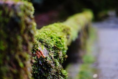 Close-up of lizard on moss