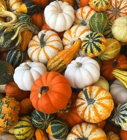 Full frame shot of pumpkins