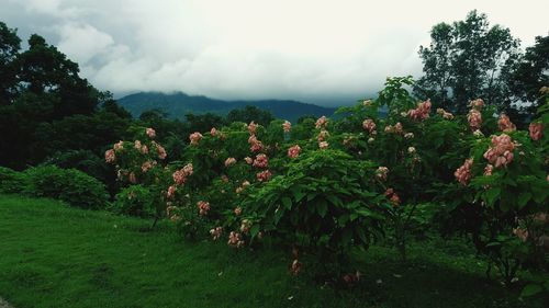 Flowering plants and trees on field against sky