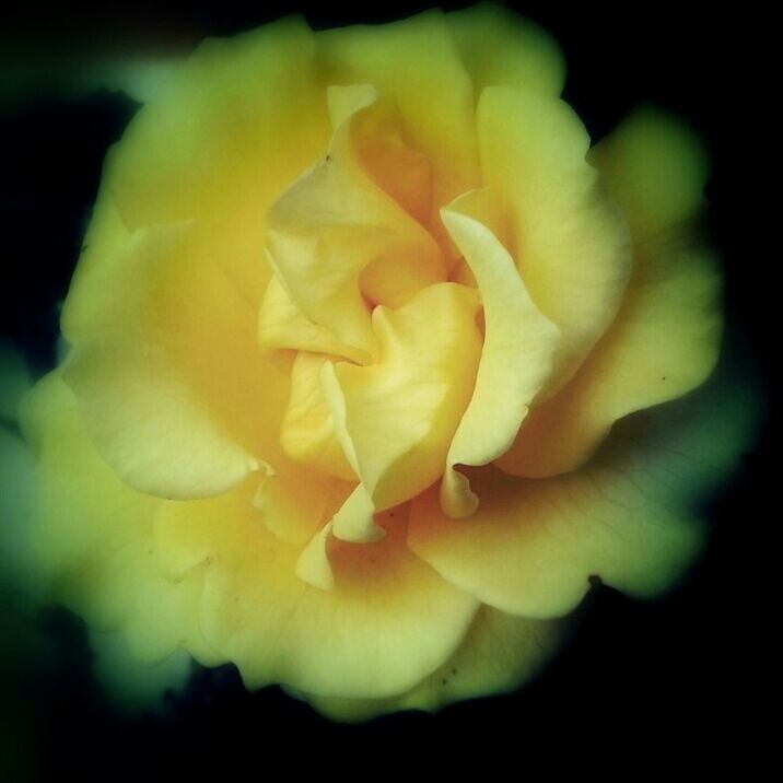 flower, petal, flower head, freshness, fragility, beauty in nature, close-up, yellow, growth, single flower, rose - flower, nature, blooming, black background, focus on foreground, studio shot, plant, in bloom, rose, blossom