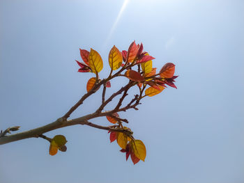 Low angle view of flowering plant against clear sky