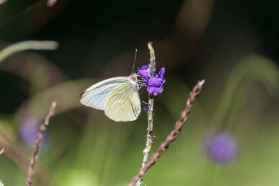 Great southern white butterfly ascia monuste perches on a flower in a garden in naples, florida