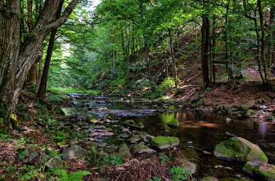 Trees in forest