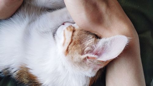 Close-up of hand holding cat