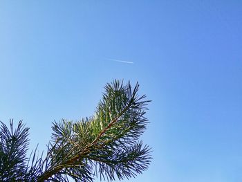 Low angle view of palm tree against clear blue sky