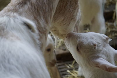 Close-up of goat