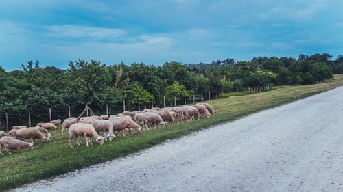 Panoramic view of sheep on road against sky