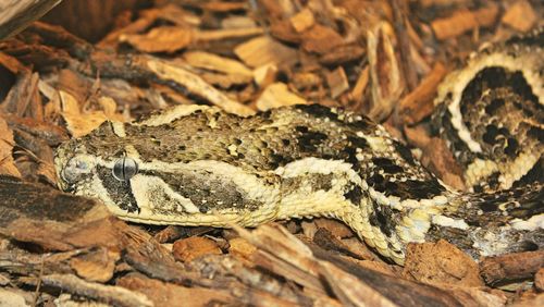 High angle view of a lizard on rock