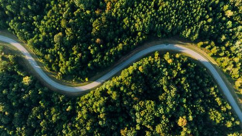 High angle view of trees in forest