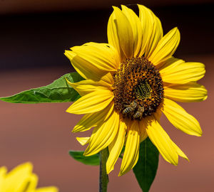 Close-up of sunflower