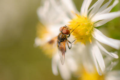 Close-up of bee pollinating on flower