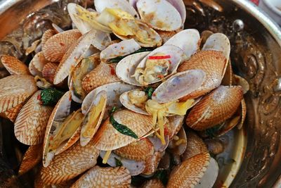 High angle view of shells