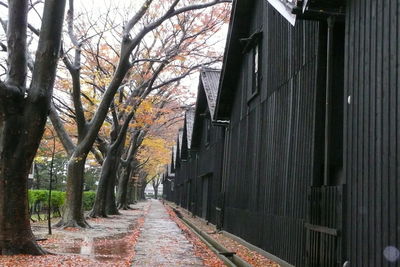 Street amidst trees during autumn