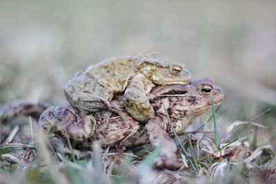 Close-up of frog on field