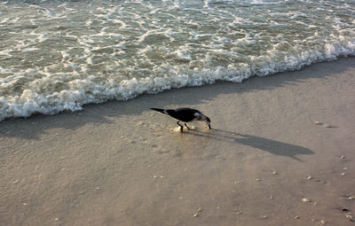 High angle view of seagull on beach