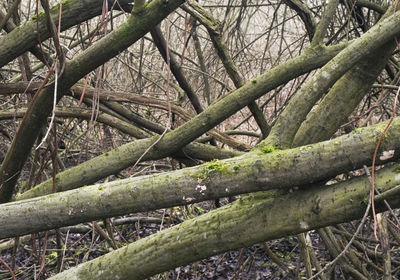 Close-up of bamboo trees in forest