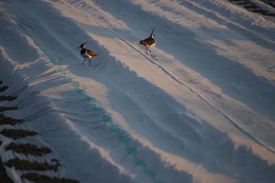 High angle view of birds on beach