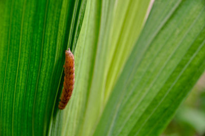 Close-up of palm leaf