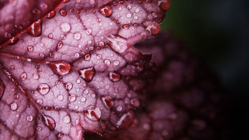 Close-up of raindrops on flower