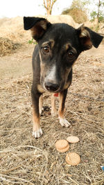 Close-up portrait of dog on field