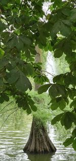 Low angle view of trees growing on land