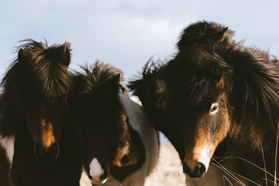 Horses against sky