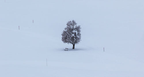 Snow covered trees on field against sky