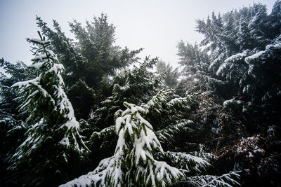 Close-up of snow covered trees in forest