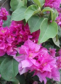 Close-up of pink bougainvillea blooming outdoors