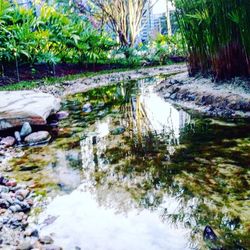 Stream flowing through forest