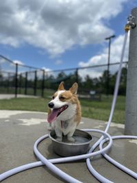 Dog looking at camera