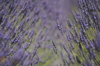 Close-up of lavender on field