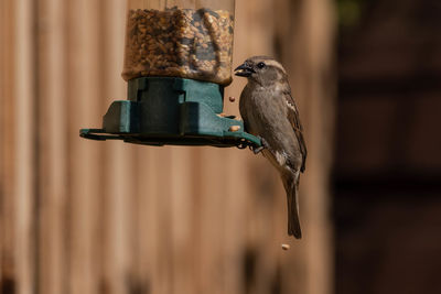 Bird eating seed from garden feeder