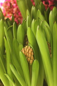 Hyacinths are floral plants with spherical bulbs
