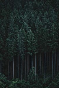 Scenic view of trees growing in forest