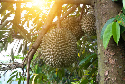 Low angle view of fruits on tree