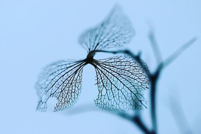 Close-up of flower against blurred background