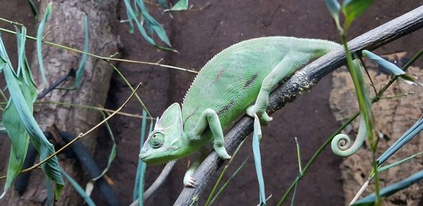 High angle view of a lizard