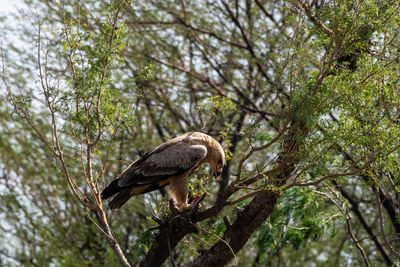 Low angle view of eagle perching on tree in forest
