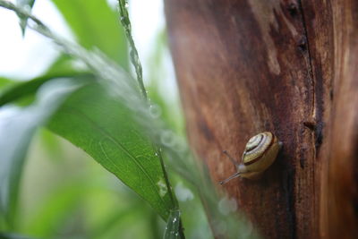 Close-up of snail crawling on bark