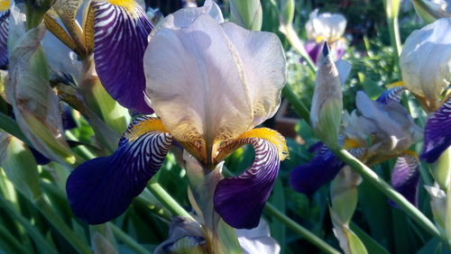 Close-up of flowers blooming outdoors