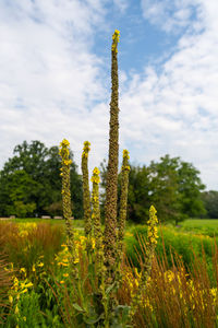 Plants on field against sky