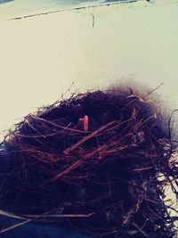 bird nest