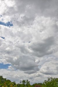 Low angle view of trees against sky