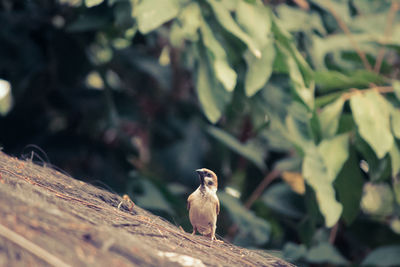 Close-up of bird perching on tree