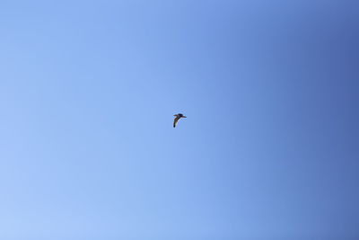 Low angle view of bird flying in sky