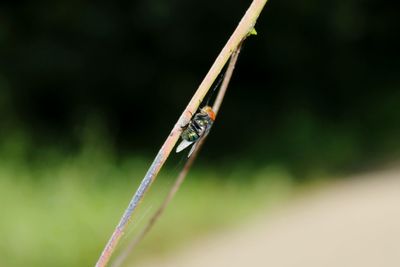 Close-up of insect on grass