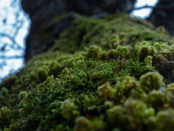 Close-up of moss growing on land