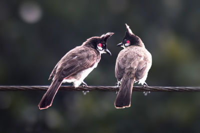 Close-up of birds perching on branch