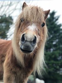 Close-up portrait of a horse